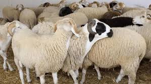 أبقار وعجول وماعز.. أسعار الأضاحي 2025 في مصر | اقتصاد وشركات | المواطن  المصري