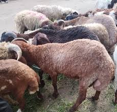 أسعار الأضاحي في مصر 2025.. ارتفاع ملحوظ قبل عيد الأضحى - شبكة رؤية  الإخبارية