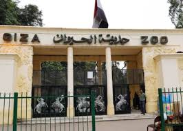 خلال ..موعد افتتاح حديقة الحيوان في الجيزة بعد إغلاقها أكثر من عام ونصف -  الحصاد مصر