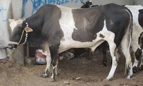 سعر كيلو العجول قائم اليوم في مصر 2025 اضحية العيد - دليل الأسعار