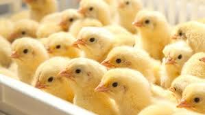 أسعار الكتاكيت اليوم الاثنين 16-12-2024 في بورصة الدواجن - الوطن