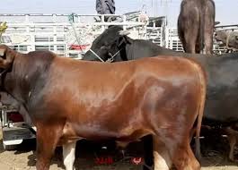 أسعار الأضاحي والعجول اليوم في مصر 2025 سعر العجل والخروف قبل عيد الاضحى في  الاسواق والمزارع - بوابة البلد