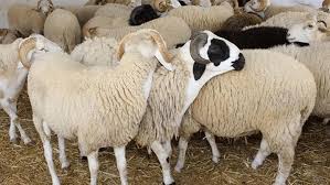 كل ما تريد معرفته عن الاشتراك في الأضحية.. كم يبلغ الحد الأقصى للأفراد؟ -  الوطن