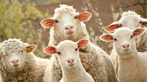 هل يجوز عدم توزيع الأضحية؟ آراء الفقهاء - الوطن