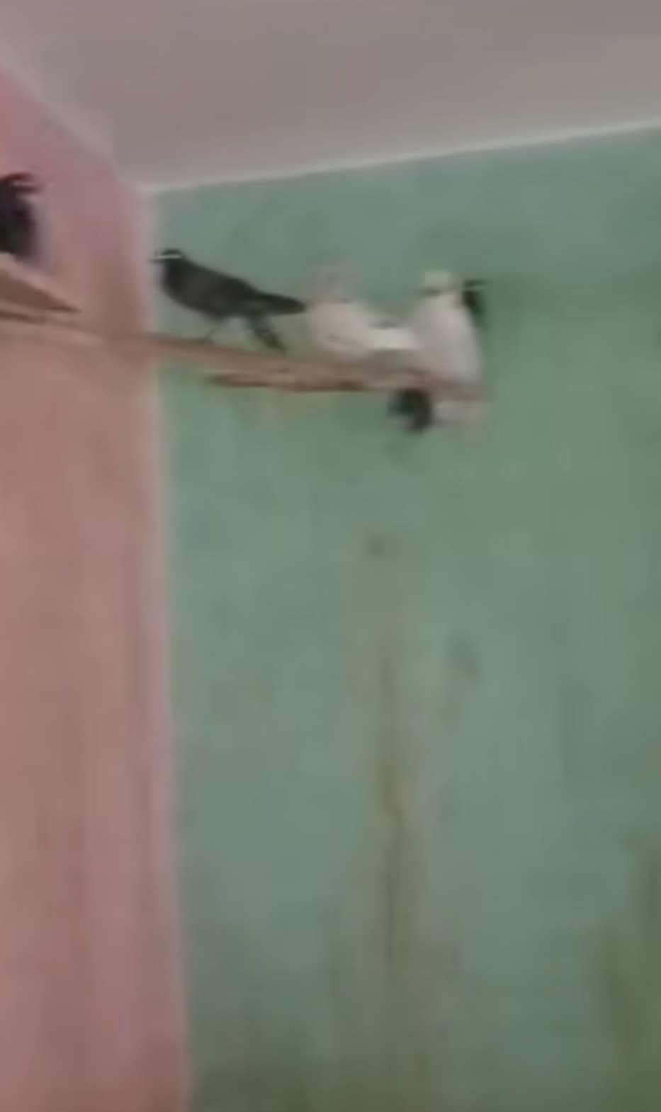 بيت الرعب (5)