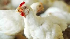 أسعار الفراخ البيضاء اليوم السبت 21-6-2025 في بورصة الدواجن وللمستهلك -  الوطن