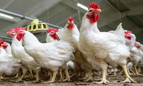 أسعار الفراخ اليوم الجمعة 4 يوليو 2025.. تراجع جديد في "البيضاء"