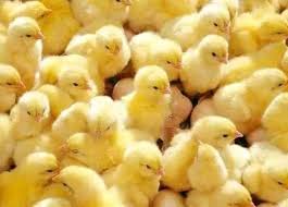 كتكوت الدقهلية بـ 4.5 جنيه.. سعر الكتكوت الأبيض بالشركات اليوم الأربعاء 7 –  12 - 2022 | مستلزمات الإنتاج | الأرض