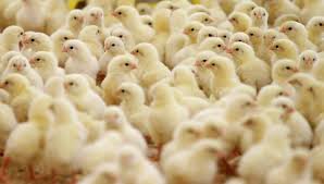 سعر الكتكوت الأبيض والبلدي اليوم الجمعة 2 مايو 2025 بالبورصة والشركات -  إيجي إن