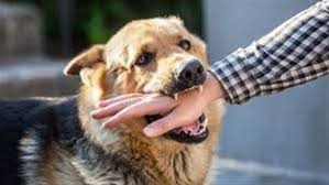 تفسير حلم عض الكلاب في الرجل.. هل يشكل رسالة تحذيرية؟