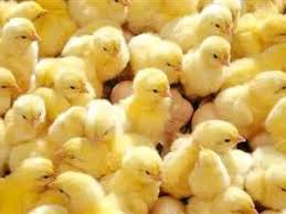 القصة الكاملة لإعدام الكتاكيت.. 50 مليون دولار للذرة والصويا في أسبوع  ومازالت الأزمة مستمرة