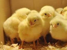 اتحاد الدواجن»: سعر الكتكوت البياض وصل إلى 100 جنيه في السوق السوداء (فيديو)