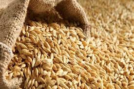 كم سعر الأرز الشعير اليوم؟ تعرف على أسعار أسواق محافظة القليوبية