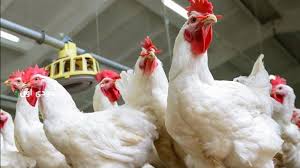 أسعار الفراخ والبانيه تتراجع بأكثر من 30 جنيها في الأسواق خلال آخر شهرين