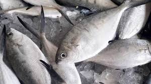 العين بتلمع والخياشيم وردية.. علامات للتأكد من سلامة السمك قبل شرائه - الوطن