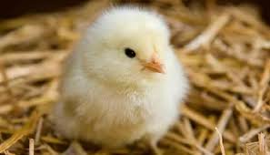 سعر الكتكوت الأبيض في الأسواق اليوم الخميس 7-11-2024.. البلدي بـ7 جنيهات -  دار الهلال