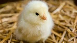 اعرف سعر الكتكوت الأبيض اليوم الخميس 23-1-2025 في السوق المحلية - الوطن