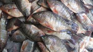 علامات تكشف عن السمك الفاسد.. احذرها