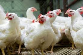 أسعار الفراخ البيضاء في بورصة الدواجن اليوم الأحد 22 ديسمبر | بوابة أخبار  اليوم الإلكترونية