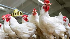 صدمة للمصريين!.. سعر الفراخ البيضاء والبانيه اليوم السبت 20 سبتمبر 2025 |  غربة نيوز