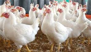 أسعار الفراخ البيضاء في بورصة الدواجن اليوم الخميس 9-10-2025 - الوطن