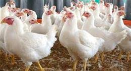 تحديثات أسعار الفراخ البيضاء ببورصة الدواجن اليوم الإثنين 13-10-2025 - الوطن