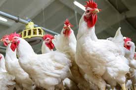 بعد الارتفاع الأخير.. أسعار الفراخ اليوم الاثنين 13 أكتوبر 2025 في بورصة  الدواجن