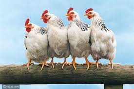 أسعار الفراخ اليوم الإثنين 18-8-2025 في بورصة الدواجن.. سعر كيلو الدجاج  والكتكوت الأبيض