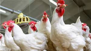 تراجع أسعار الفراخ في بورصة الدواجن.. واستقرار نسبي في البلدي والساسو