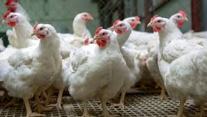 شعبة الدواجن تكشف عن مفاجأة جديدة عن سعر الدجاج في شهر رمضان - إيجي إن