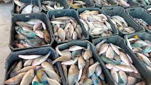 أسعار السمك في سوق الغردقة اليوم الثلاثاء 2-12-2025 - الوطن