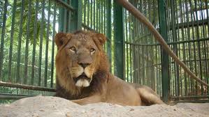 افتتاح حديقة الحيوان.. سعر التذكرة هيوصل كام؟