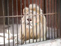 بـ"3 زرافات ونمرين".. غدًا حديقة الحيوان تفتح أبوابها أمام الجمهور بـ30% من  الزائرين | مصراوى