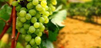 تفسير العنب في الحلم - موضوع