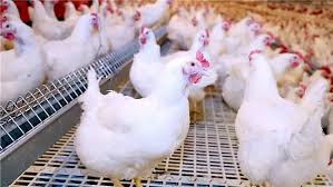 أسعار الفراخ البيضاء اليوم الجمعة 31 أكتوبر 2025 في الأسواق