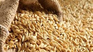 سعر طن الأرز الشعير اليوم الأحد 24-8-2025.. تراجع 2000 جنيه عن العام الماضي  - الوطن