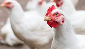 سعر الفراخ البيضاء والبلدي في بورصة الدواجن اليوم السبت 4-4-2026.. تحديث  جديد - الوطن