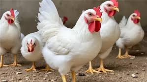 البيضاء تواصل الانخفاض، أسعار الفراخ اليوم الإثنين 30 يونيو 2025