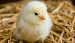 اعرف سعر الكتكوت الأبيض اليوم الخميس 23-1-2025 في السوق المحلية - الوطن