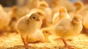 بزيادة 300%.. قفزة في سعر الكتكوت بالأسواق مع اقتراب شهر رمضان | مصراوى