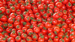 أزمة الطماطم في مصر..خسائر فادحة للمزارعين وهجن جديدة مبشرة