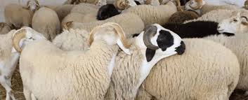 أسعار الأضاحي 2026 قبل العيد الكبير تشعل الأسواق وترقب كبير للمواطنين