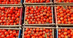 مصر تنتج 6.7 مليون طن سنويا.. تعرف على أهمية الطماطم كمحصول استراتيجى -  اليوم السابع