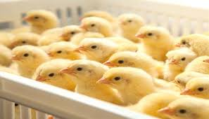 سعر الكتكوت الأبيض في بورصة الدواجن اليوم الأربعاء 11-2-2026 - الوطن