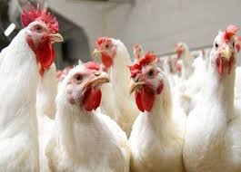 بورصة الدواجن الآن.. سعر الفراخ البيضاء للمستهلك اليوم الإثنين 27 أبريل  2026 في الأسواق والمزارع | المصري اليوم