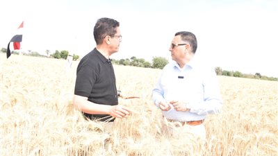  موسم حصاد القمح بكلية الزراعة بمشتهر 