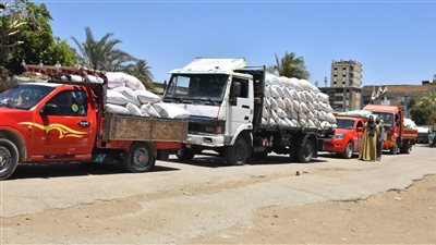 أعمال توريد محصول القمح المحلي